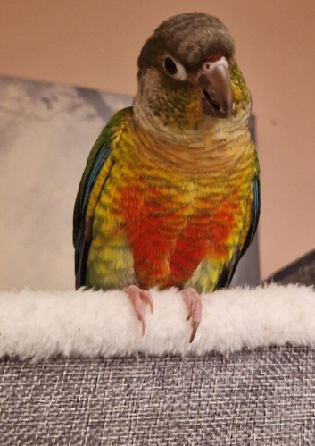 9 month old conure