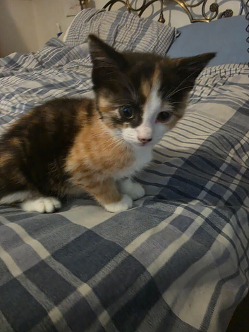 Beautiful tortoise shell kitten