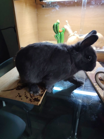 1 Year old Netherland dwarf cross mini lop