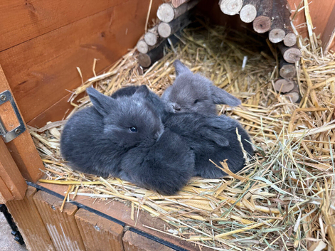 3 Mini lop bucks  left