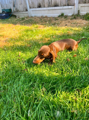 Chocolate and tan boy
