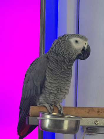 Female African grey, very talkative