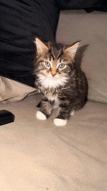 Beautiful kittens needing A* homes