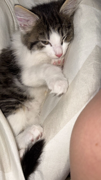 Kittens for sale