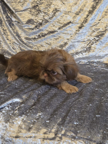 Beautiful imperial shih tzu babie girl