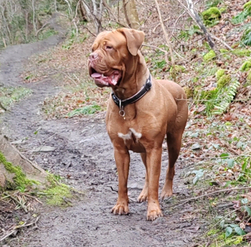 Barkley n pawz dog walking and pet services.