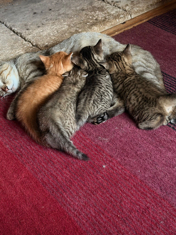 4 stunning kittens