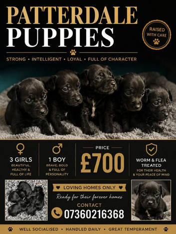 Patterdale puppies