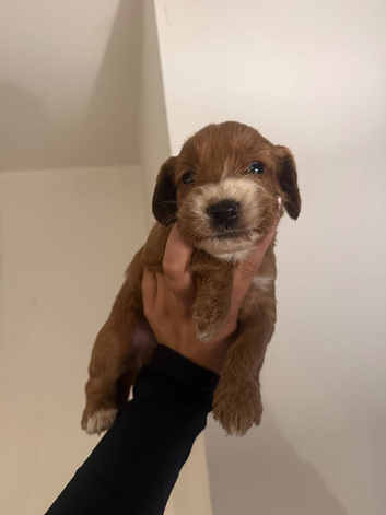 Cockapoo puppies