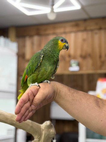 Amazon talking parrot