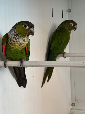 Black cap conures