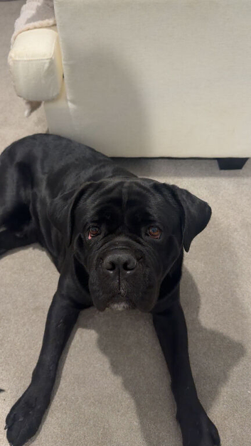 Male cane corso