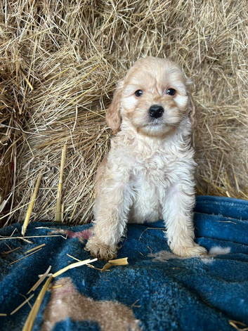 Red cockapoo puppies