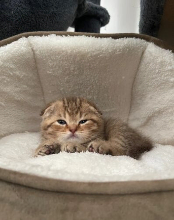 Scottish Fold Boy