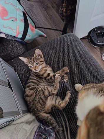 Litter of 5 beautiful playful kittens