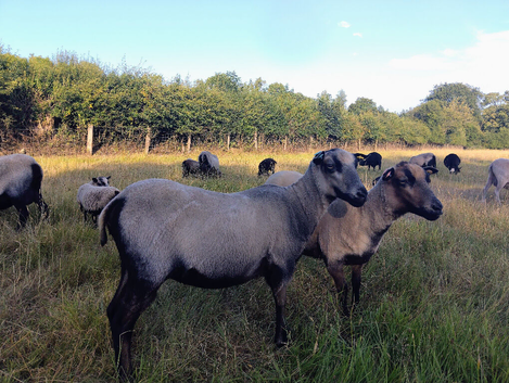 Shetland ewes, one year old