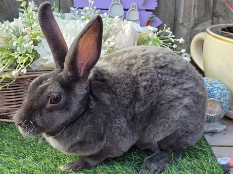 Blue self mini rex doe