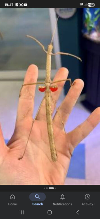 Mixed stick insects and cage