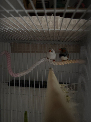 Zebra finch and Gouldian finch for sale!