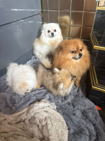 Tiny pomeranians
