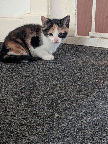 Kittens looking for there forever home