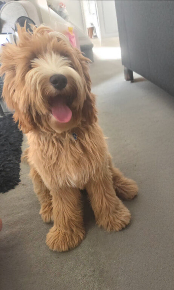 Cockapoo Puppy