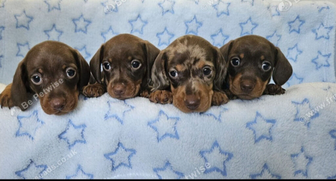 Gorgeous true mini dachshund boys