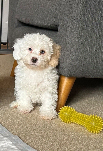Last Girl Remaing - Beautiful Shihpoochon Puppy