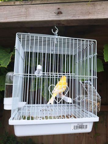 Male canary and cage