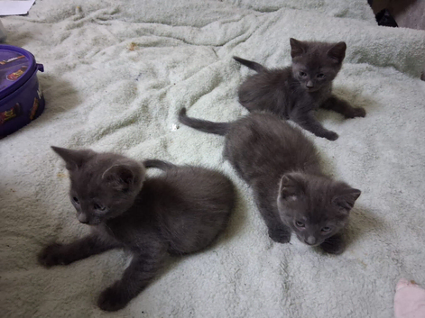 Russion blue kittens 3 remaining