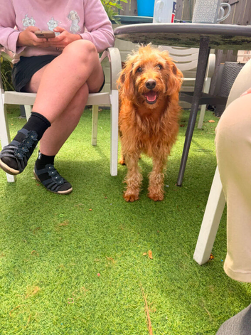 3 year old male Fox Red Labradoodle