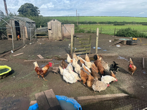 Hens available