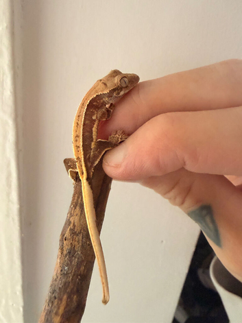 Last baby crested gecko