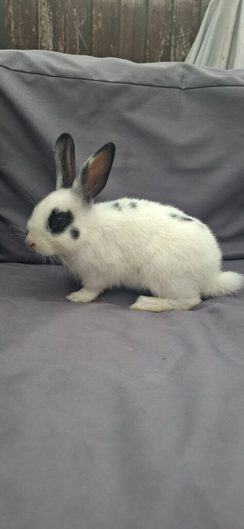 3x12 weeks old male rabbits
