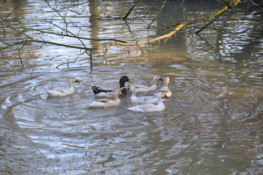 Welsh Harlequin Duck Hatching Eggs