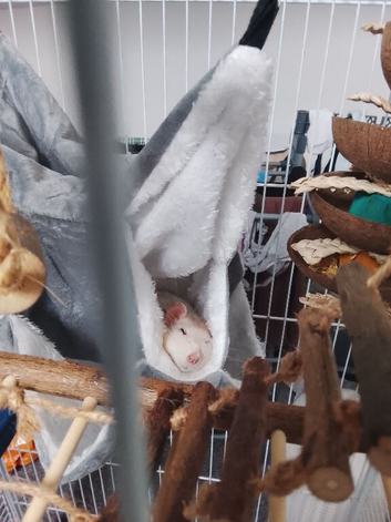 4 rats dumbo/rex