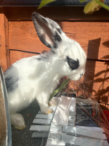 baby bunnies looking for home!