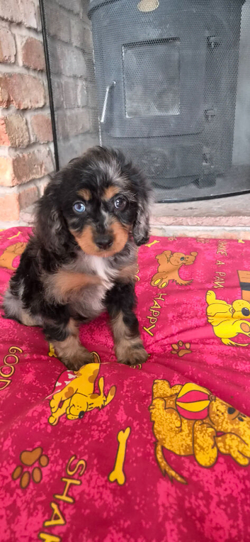 Health tested f1 cavapoo puppies