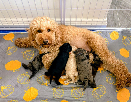 Gorgeous Rainbow Litter of Teddy Bear Puppies!