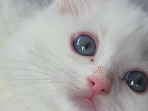 Persian cross ragdoll kittens