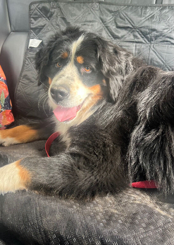2 Lovely Bernese Girls looking for new homes