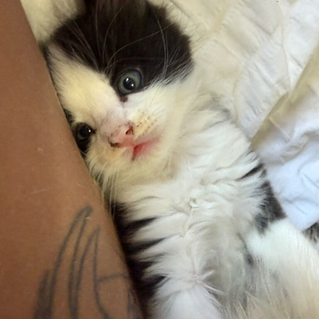 mixed litter of kittens