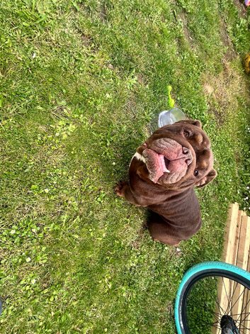 English bulldog