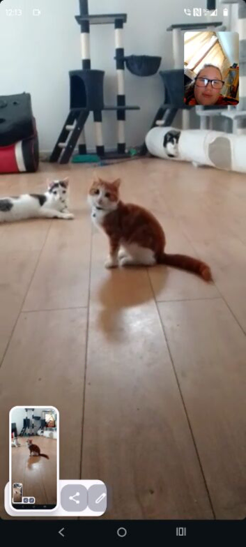 6 month old kitten needs a loving home