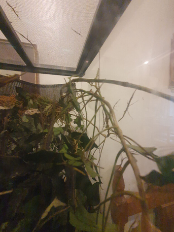 Baby Stick Insects ready to go