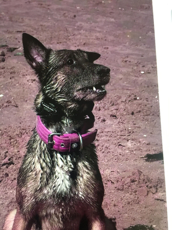 For sale Belgian malinois