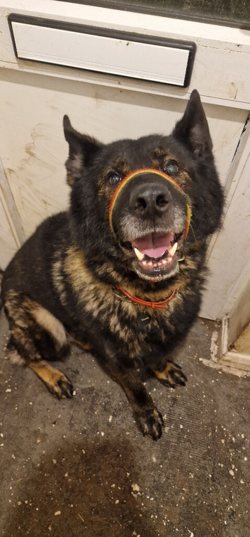 German Shepherd Wolf dog