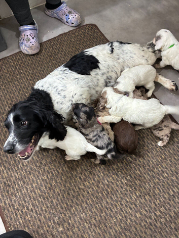 Fantastic Sprockerpoos for sale