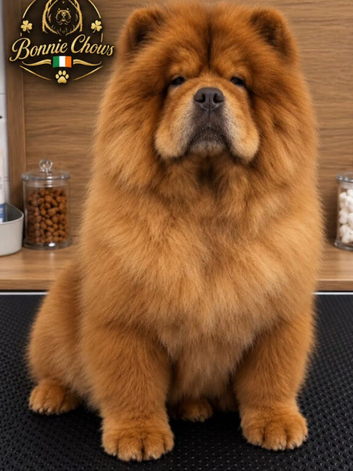 Chow chow male