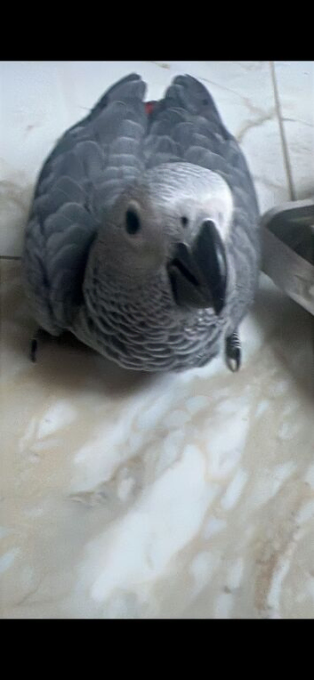 African grey Baby